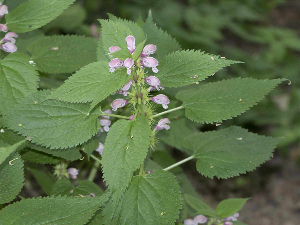 Lamium orvala